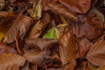 Fototapeta na wymiar Lovely background image of golden autumn foliage