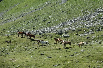Tuinposter Pferde bei Gargellen im Montafon © Fotolyse