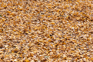 Dry yellow leaves in the park, background.