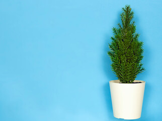artificial spruce in a white pot on a blue background