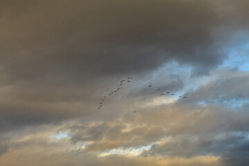 Migracion  Ria de Ortigueira
