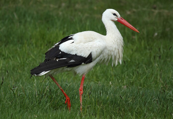 Weißstorch