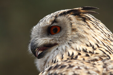 Uhu im Portrait