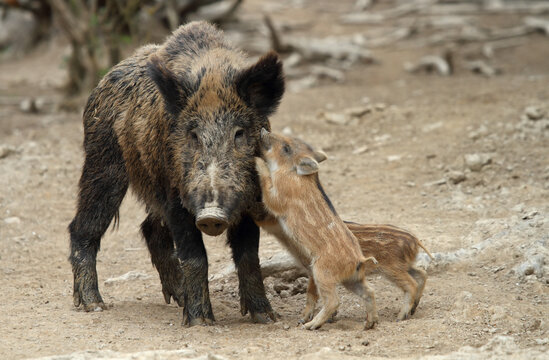 Wildschweine mit Nachwuchs