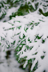 Fir branches covered with snow. Christmas tree under snow in the forest.