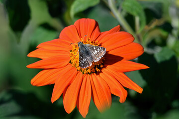 Common Checkered-Skipper feeding on orange colored Mexican sunflower. This butterfly is strikingly...