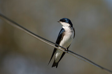 Golondrina chilena