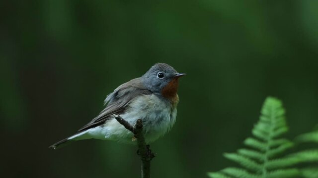 Close-up of an adult male Red-breasted flycatcher, Ficedula parva in an old-growth boreal forest in Estonia, Northern Europe.