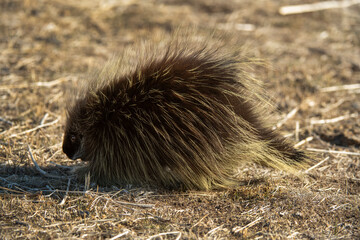 Porcupine