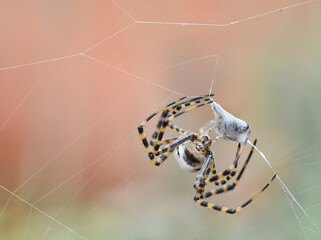 spider webbing prey
