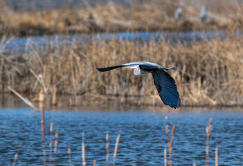 Heron Flybye