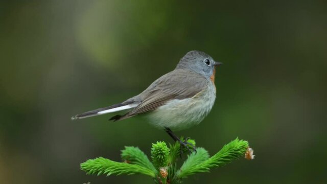 Close-up of an adult male Red-breasted flycatcher, Ficedula parva in an old-growth boreal forest in Estonia, Northern Europe.