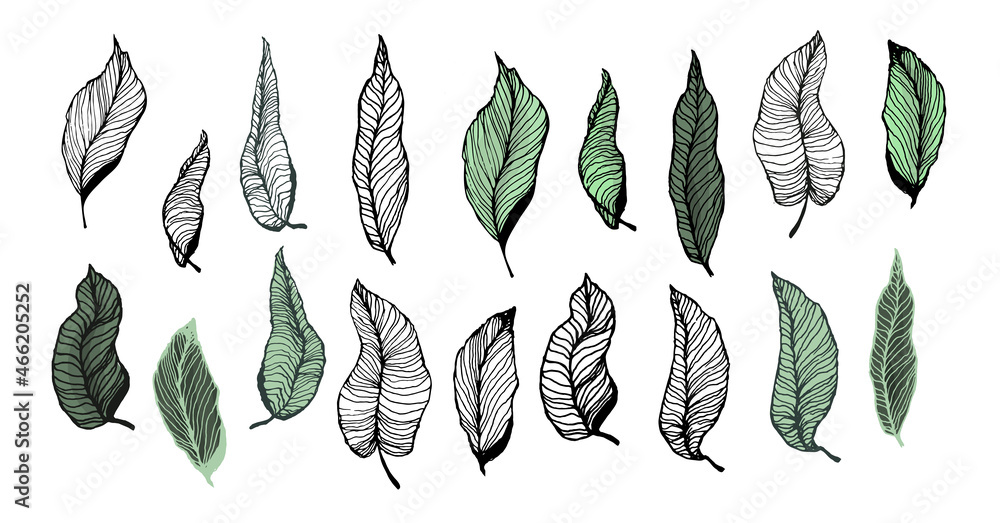 Poster a large set of tropical leaves in a linear style. 18 hand-drawn sketch-style design elements. perfec