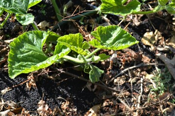 ants on the grass