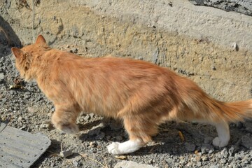 cat on the beach