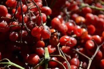 cherries in the garden