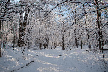 snowy day in the forest