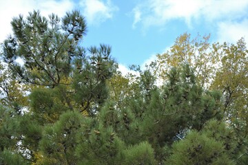 tree in the sky