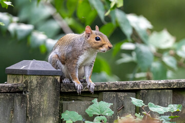Naklejka na ściany i meble Eastern Grey Squirrel on a fence