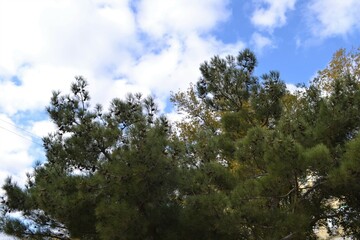 sky and trees