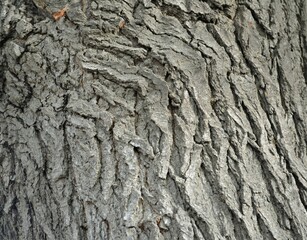bark of a tree