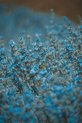 lavender fields bloom. many beautiful purple flowers