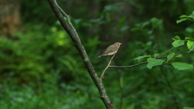Red-breasted flycatcher, Ficedula parva perched in an old forest in Estonia, Northern Europe.