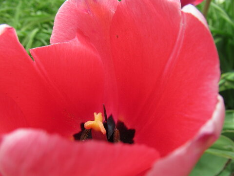 red tulip closeup.