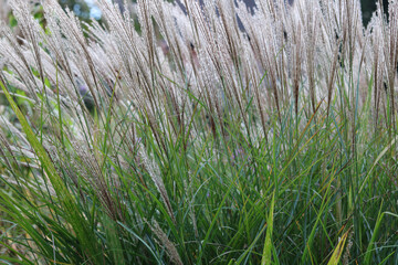 Ornamental grass showing seed heads at the top and grass below