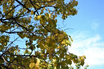 tree with leaves