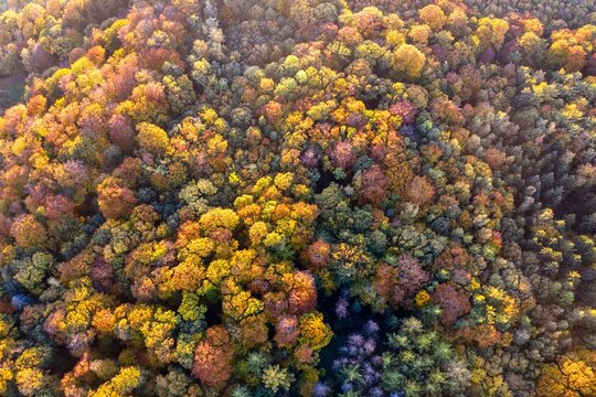 Aerial view of autumn coloured trees in Germany