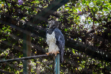 The harpy eagle (Harpia harpyja), or harpy eagle, the largest South American eagle sleeping in selective focus