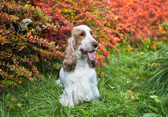 Autumn. Park. Portrait of an English Cocker spaniel. The dog is sitting on the grass near a bush.