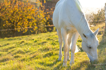 Fototapeta na wymiar White horse grazing on green meadow at sunset in autumn.