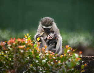 vervet mother and baby