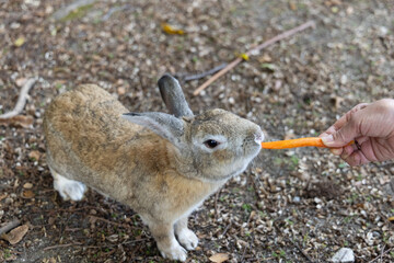 Fototapeta premium 日本の広島県の大久野島の野生の可愛いうさぎ