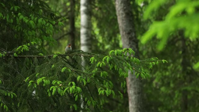 Red-breasted flycatcher, Ficedula parva perched in an old forest and cleaning itself in Estonia, Northern Europe.