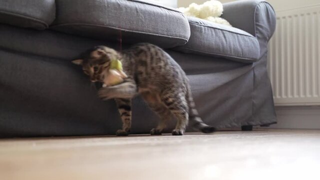 Cat playing with mouse toy with rope at home. Living room with playful cat. Adorable kitten curios about new toy