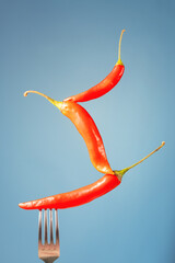 Red bitter peppers on a fork on a blue background. Balancing composition