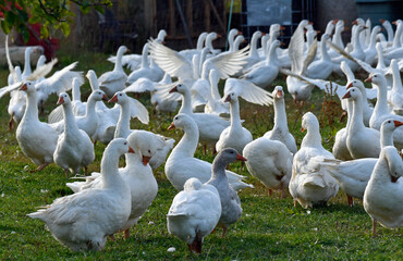 gänse in freilandhaltung