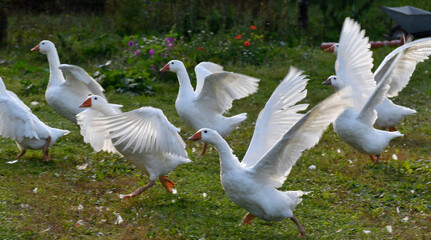 gänse in freilandhaltung © lotharnahler