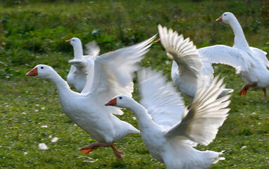 gänse in freilandhaltung