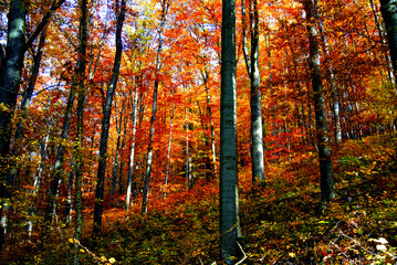 Obraz premium Herbst 2021