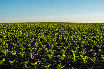 Rows of young sprouts of sugar beets growing in a fertilized soil on an agricultural field. Sugar...