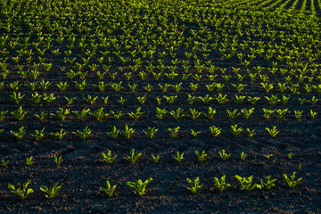 Rows of young sprouts of sugar beets growing in a fertilized soil on an agricultural field. Sugar...