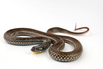 Lake Chapala Mexican Gartersnake (Thamnophis eques obscurus)