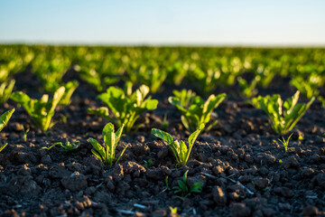 Rows of young sprouts of sugar beets growing in a fertilized soil on an agricultural field. Sugar beet cultivation. Organic. - obrazy, fototapety, plakaty