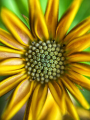 sunflower close up
