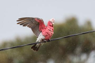 Australian Galah playing in the rain on a powerline. © Brayden