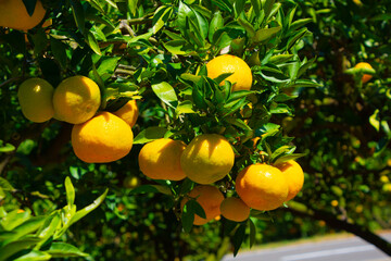 温州ミカン　鹿児島県出水市
